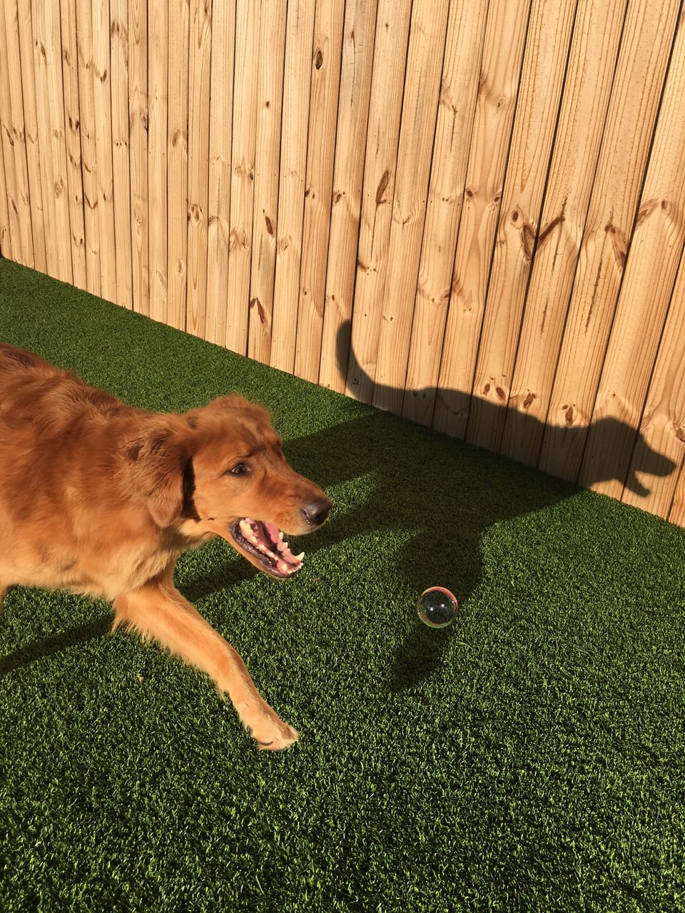 Dog with Bubble